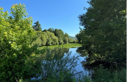 L'étang "Dikrecher Weier"